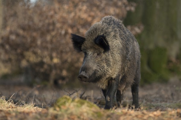 Full teats... Wild boar (Sus scrofa), wild boar, female, presumably leading young, having offspring, in its typical habitat in the native, open deciduous forest, North Rhine-Westphalia, Germany, Western Europe