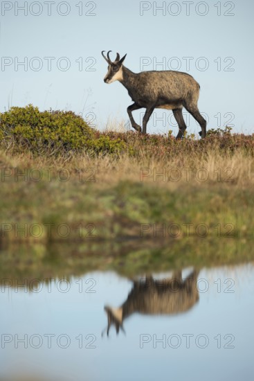 At the water... Chamois (Rupicapra rupicapra) running along a lake, reflected in a small mountain lake in the Swiss Alps, wildlife, Bernese Oberland, Switzerland, Western Europe