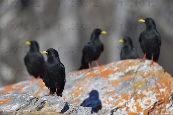 A whole flock... Alpine chough (Pyrrhocorax graculus), several birds sitting on a rock overgrown with red lichen in the high mountains, typical mountain bird, characteristics are the black plumage, the bright yellow beak and the red legs, common bird at mountain stations and mountain huts, wildlife, Alps, Valais, Switzerland, Western Europe