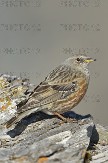 Impressive survivor... Alpine accentor (Prunella collaris), perfectly adapted high mountain bird that defies the harsh living conditions in the high altitudes of the Alps in wind and weather, Alps, Valais, Switzerland, Western Europe