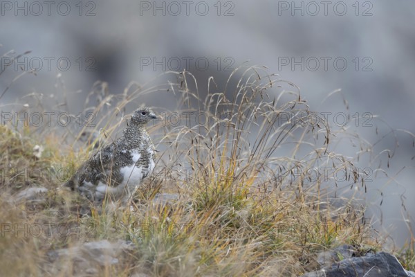 Well camouflaged... Rock ptarmigan (Lagopus muta) in its natural environment in the Swiss Alps, Bernese Oberland, Switzerland, Western Europe