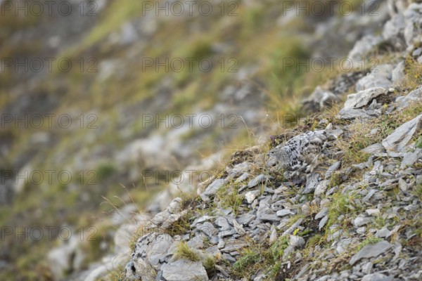 Camouflage... Rock ptarmigan (Lagopus muta), perfect camouflage, adaptation (somatolysis) to the habitat in the high mountains, Swiss Alps, Bernese Oberland, Switzerland, Western Europe