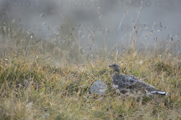 Foraging for food... Rock ptarmigan (Lagopus muta) or just called ptarmigan, in brown summer plumage, beginning transitional plumage, inconspicuous, perfectly camouflaged, in the high mountains, Swiss Alps, High Alps, Alps, Bernese Oberland, Switzerland, Western Europe