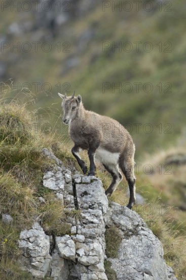 Skilful climbers... Alpine ibex (Capra ibex), young animal on the move in rocky terrain in the Swiss Alps, Bernese Oberland, Switzerland, Western Europe
