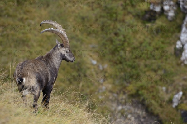 In the Swiss Alps... Ibex (Capra ibex), male ibex, strong, adult animal with long horns standing on a steep slope in a natural environment, looking dreamily down into the valley, Alps, Bernese Oberland, Switzerland