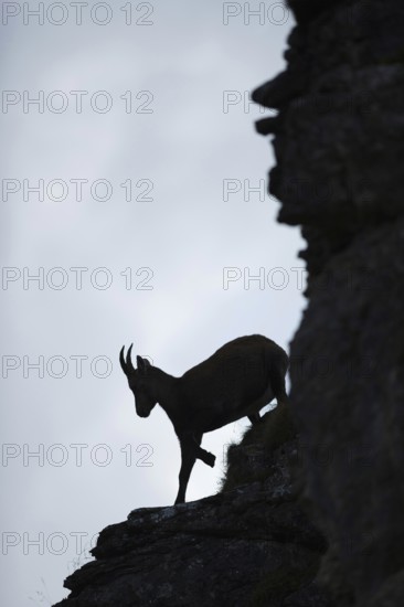 Downhill... Alpine ibex (Capra ibex), silhouette, silhouette in the steep face, female ibex, ibex in the Bernese Oberland in the Swiss Alps, Alps, Bernese Oberland, Switzerland, Western Europe