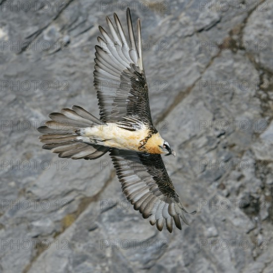 In the mountains... Bearded vulture (Gypaetus barbatus) in the Alps, in flight, aerial view, gliding with wings outstretched in the updraft of a steep, vertically sloping rock face, wildlife, Valais, Swiss Alps, Switzerland, Western Europe