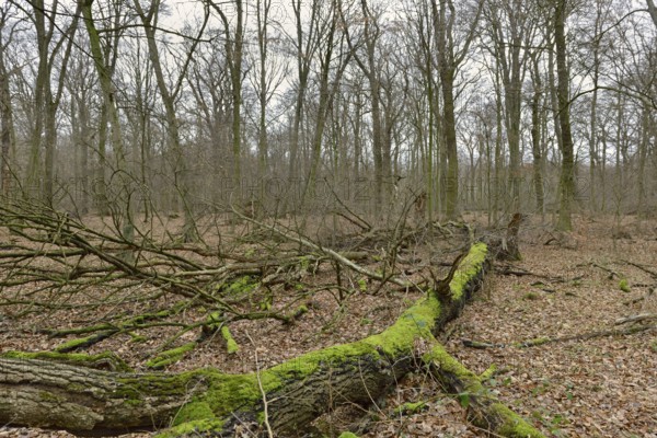 Deadwood... Hambach Forest, North Rhine-Westphalia, old, species-rich, natural remaining forest in North Rhine-Westphalia, ancient oak-hornbeam mixed forest, natural forest, threatened by lignite mining, became known through numerous protests in the fight against global warming, Hambach Forest was cleared in large parts to make way for the expansion of open-cast mining by RWE Power, Rhenish lignite mining area, Düren district, Germany, Western Europe