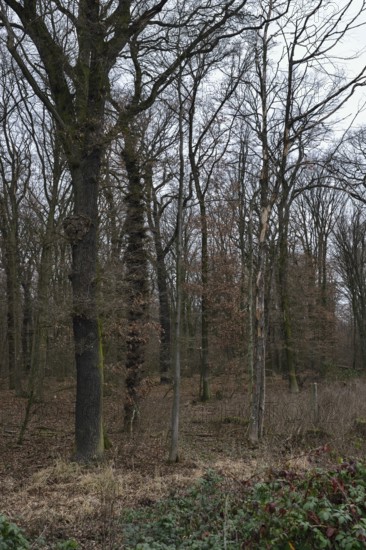 Old deciduous forest... Hambach Forest, North Rhine-Westphalia, ancient oak-hornbeam mixed forest, natural forest, threatened by lignite mining, became known through numerous protests in the fight against global warming, The Hambach Forest was cleared in large parts to make way for the expansion of the open-cast mine by RWE Power, Rhenish lignite mining area, Düren district, Germany, Western Europe