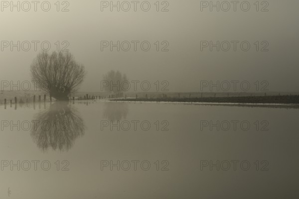 High water on meadows and fields (Lower Rhine), winter mood on the Rhine, willow in the fog, misty foggy morning mood, with the sun slowly breaking through the fog, weather situation, water level, Rhineland, North Rhine-Westphalia, Germany, Western Europe
