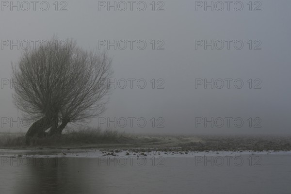 Old pollard willows on Bislicher Insel on a foggy, dull, dreary, grey day in winter, the fields are flooded, there is a light frost on the fields, hoarfrost, old willows stretch their branches upwards, typical rural landscape on the Lower Rhine, melancholic mood, weather situation, water level, Lower Rhine, North Rhine-Westphalia, Germany, Western Europe