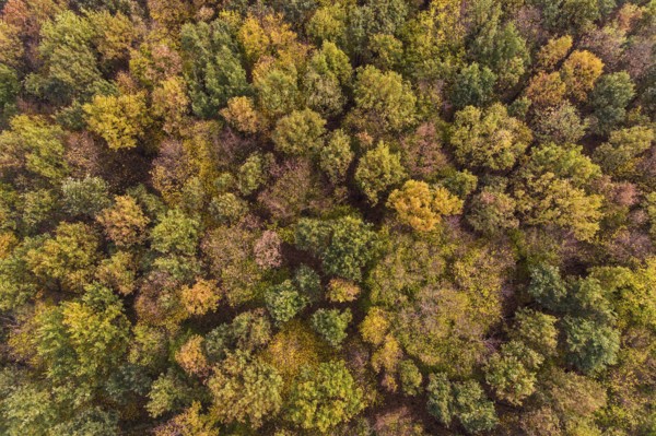 Trees in autumn, autumnal coloured treetops, bright autumn colours, colour palette, aerial view, aerial view of a forest, autumn forest, deciduous trees, natural colours in autumn, bird's eye view, Rhein-Kreis Neuss, North Rhine-Westphalia, Germany, Western Europe