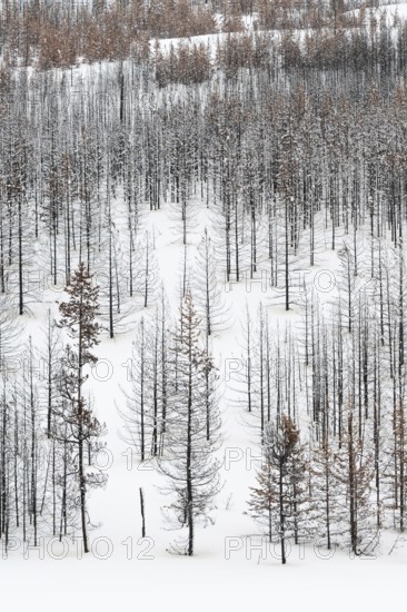 Deadwood in Yellowstone National Park, view over a vast, largely dead forest, coniferous forest in winter with snow, snow, Yellowstone, Wyoming, North America, United States of America, USA