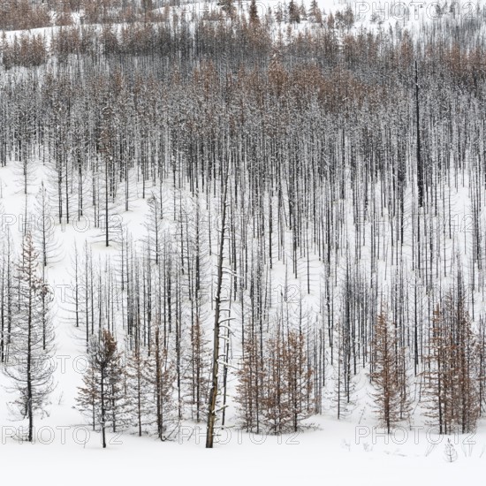 Deadwood... Yellowstone National Park, view over a vast, largely dead forest, coniferous forest in winter with snow, snow, United States of America, Yellowstone, Wyoming, North America