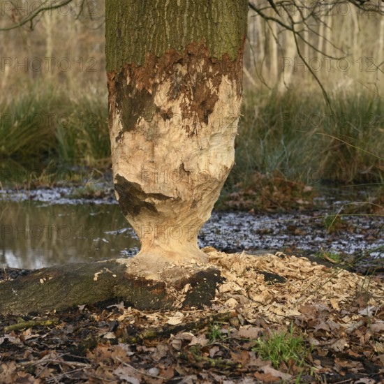 The beaver was there... Nibbled oak (Fagus sylvatica) at the edge of a body of water, unmistakable gnaw marks of a beaver on a large, sturdy tree, typical hourglass, egg timer, shape due to double-cone-shaped gnawing of the trunk, North Rhine-Westphalia, Germany, Western Europe