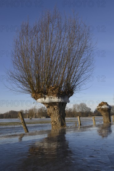 In frosty cold weather... Head willow (high Rhine flood in winter 2020, 2021) with ice ring on Bislicher Insel, the ice ring shows how high the water was, weather situation, Bislicher Insel, Wesel district, Lower Rhine, North Rhine-Westphalia, Germany, Western Europe