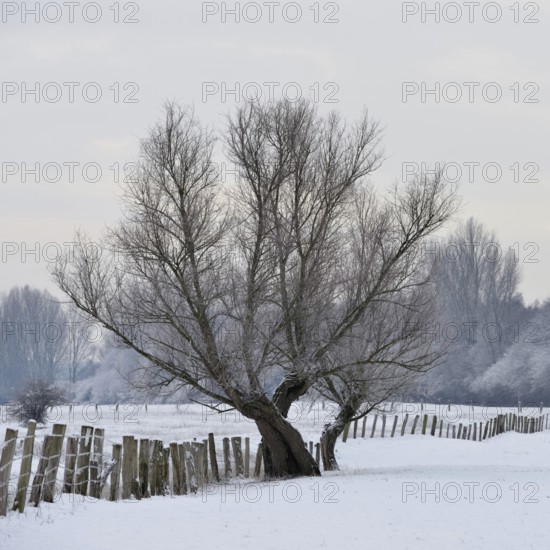 Old gnarled tree... Bislicher Insel (winter), Lower Rhine, North Rhine-Westphalia, Germany, rural old cultural landscape, snow-covered meadows and pastures, stately tree, willow, willow in the snow, weather conditions, Bislicher Insel, Wesel district, Western Europe