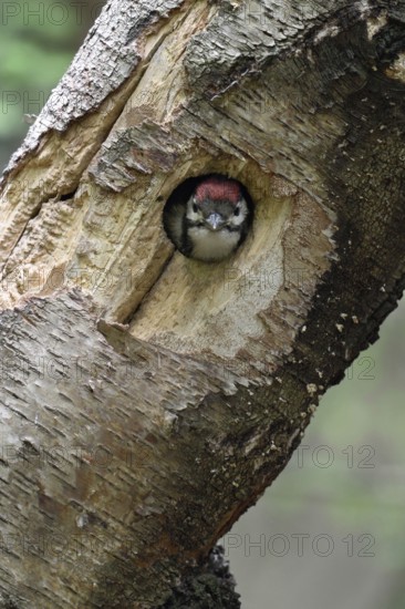 Circular breeding cavity... Great spotted woodpecker (Dendrocopos major), young woodpecker looks out of its nesting cavity in an old birch tree, Lower Rhine, North Rhine-Westphalia, Germany, Western Europe