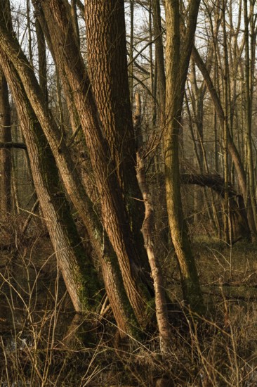 In the quarry forest, swamp forest... Meerbusch (Lanker Bruch), swampy alluvial forest, alder swamp forest in the area of a Rhine loop that silted up centuries ago, old Rhine, landscape in North Rhine-Westphalia, Germany, Europe, Meerbusch, Rhein-Kreis Neuss, North Rhine-Westphalia, Western Europe