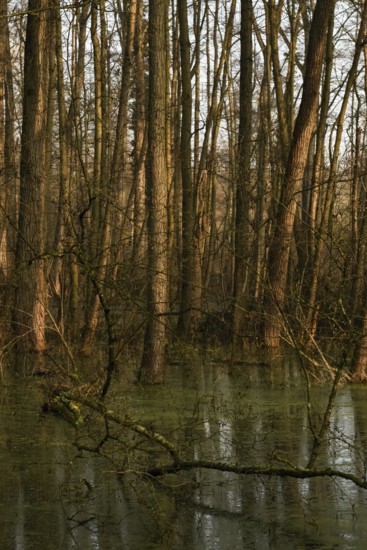 High water level... flooded quarry forest, Lanker Bruch, swampy alluvial forest, alder quarry forest in the area of a Rhine siltation loop, old Rhine, weather conditions, water level, Meerbusch, Rhine district Neuss, North Rhine-Westphalia, Germany, Western Europe