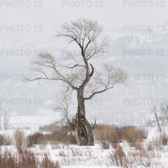 Striking... Oak (Lamar Vallery), striking, ancient tree, whimsically shaped by wind and weather, solitary tree in Yellowstone National Park, well-known landmark, also known as the ghost tree, Yellowstone, Wyoming, North America, United States of America