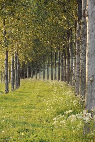In the spring sun... brightly shining avenue of trees, endless avenue in fresh green, path of hope and happiness, path into the light, beautiful spring motif, North Rhine-Westphalia, Germany, Western Europe