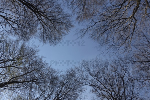 Spring awakening... Beech trees (Fagus sylvatica), copper beeches, view into the treetops against a blue sky, the very first green is showing, spring is coming, Lower Rhine, North Rhine-Westphalia, Germany, Western Europe