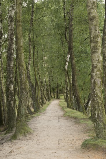 Sandy narrow path, idyllic trail, lined with birch trees... Birch avenue invites you to walk, hike, linger, fresh greenery stands for hope and confidence, nature in the Veluwe, Netherlands, Western Europe