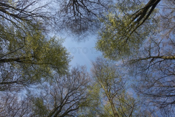 Spring is coming... View into the treetops of copper beeches (Fagus sylvatica) against blue sky in spring, first fresh green, foliage, trees sprout, Lower Rhine, North Rhine-Westphalia, Germany, Western Europe