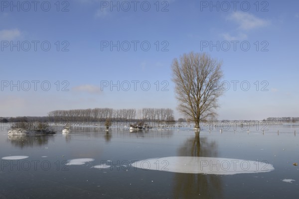 Land under ice... frozen winter flood (Lower Rhine), Bislicher Insel, after the Rhine flood came the frost, weather conditions, Wesel district, Lower Rhine, North Rhine-Westphalia, Germany, Western Europe