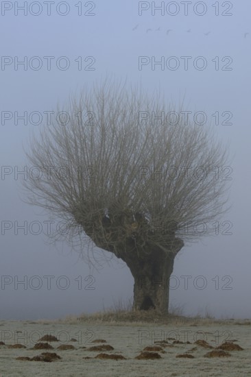 Old gnarled pollarded willow in the Rhine meadows near Xanten on a foggy cold morning, light hoarfrost, wild geese flying over, typical picture from the Lower Rhine, North Rhine-Westphalia, Germany, Western Europe