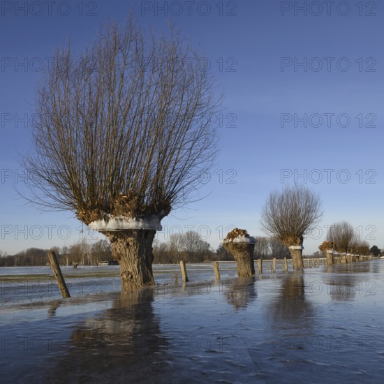 In frosty cold weather... Head willow (Rhine flood in winter 2020, 2021) with ice ring on Bislicher Island, the ice ring shows how high the water was, weather situation, Bislicher Island near Xanten, nationally known nature reserve, Wesel district, Lower Rhine, Rhineland, North Rhine-Westphalia, Germany, Western Europe