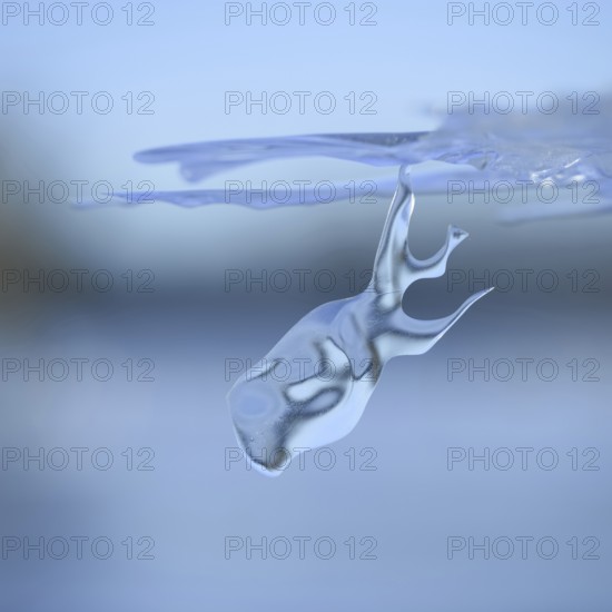 On a dive on the Lower Rhine... Whale (winter flood 2020, 2021), naturally grown ice sculpture formed by wind and weather under an ice sheet left over from the flood, weather situation, Bislicher Insel near Xanten, nationally known nature reserve, Wesel district, Lower Rhine, Rhineland, North Rhine-Westphalia, Germany, Western Europe