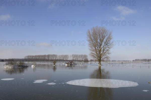 Land under ice... frozen winter flood (Lower Rhine), Bislicher Insel, after the Rhine flood came the frost, weather conditions, Bislicher Insel near Xanten, nationally known nature reserve, Wesel district, Lower Rhine, Rhineland, North Rhine-Westphalia, Germany, Western Europe