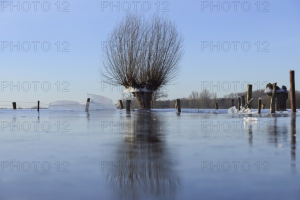 Land under... Pollard willow (Salix sp.) during the winter flood Rhineland 2020, 2021 locked in the ice, after the flood came severe frost, which froze large floodplains thickly, ice wreath on the trees indicate the former maximum level of the Rhine flood, weather situation, Bislicher Insel near Xanten, nationally known nature reserve, Wesel district, Lower Rhine, Rhineland, North Rhine-Westphalia, Germany, Western Europe