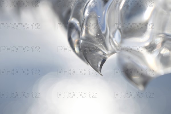 Needle point... Ice tooth (winter flood and cold snap 2020, 2021), ice formed by wind, weather and floods, weather situation, Bislicher Insel near Xanten, nationally known nature reserve, Wesel district, Lower Rhine, Rhineland, North Rhine-Westphalia, Germany, Western Europe