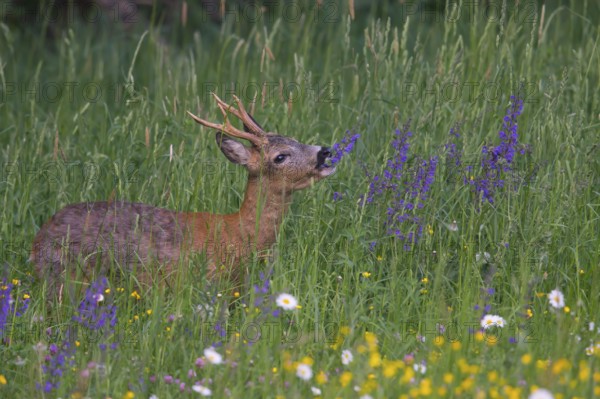 Roe deer (Capreolus capreoöus) Buck Germany