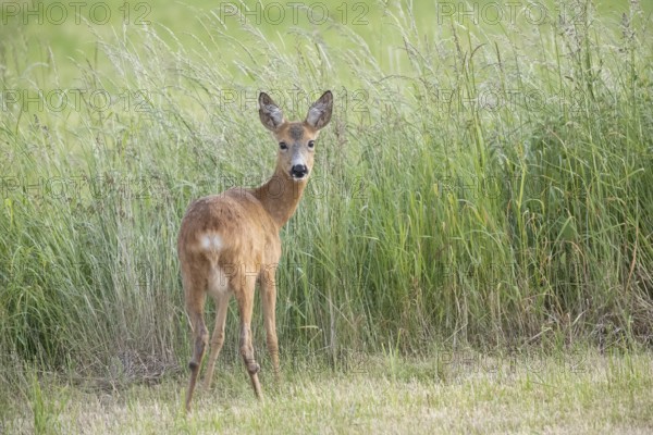 Roe deer (Capreolus capreoöus) Goat Germany