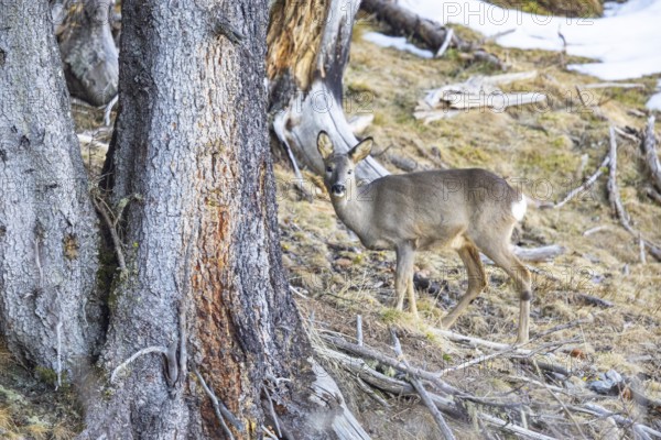 Roe deer (Capreolus capreoöus) Germany