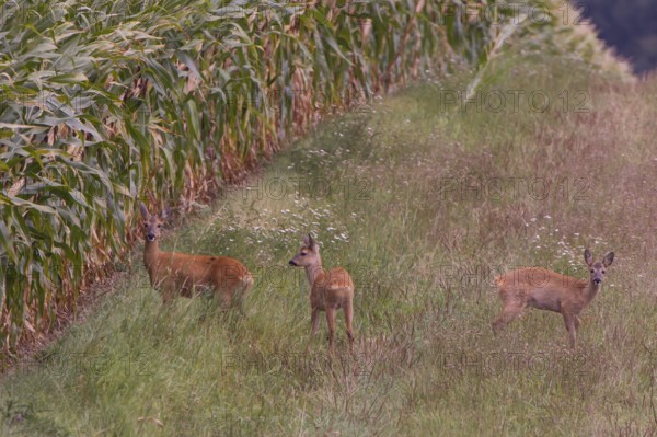 Roe deer (Capreolus capreoöus) Goat with fawn Germany