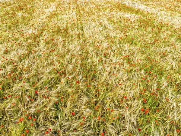 Red poppies in the cereal field from a drone