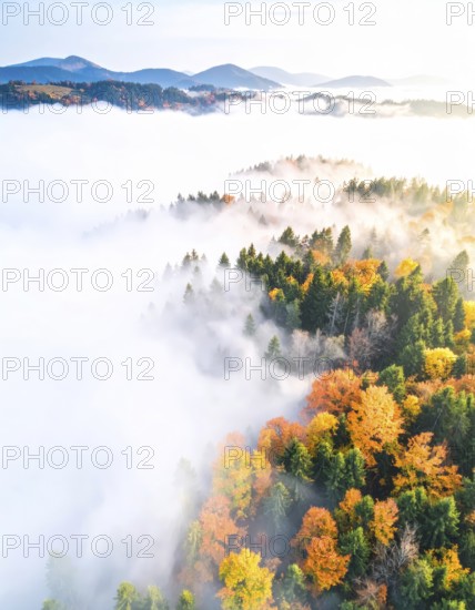Mystical foggy landscape in autumn, colorful forest with fog in an aerial drone view, AI generated