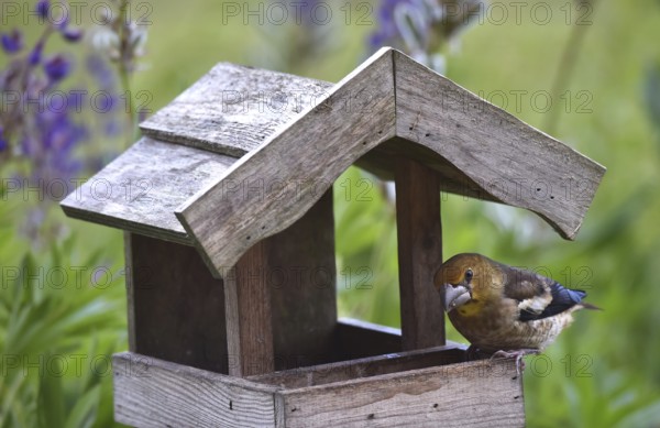 Hawfinch (Coccothraustes coccothraustes) Chicks at the birdhouse
