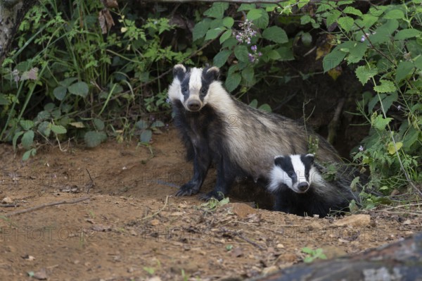 Badger (Merles merles) on a building site, Wittlich, Rhineland-Palatinate, Germany