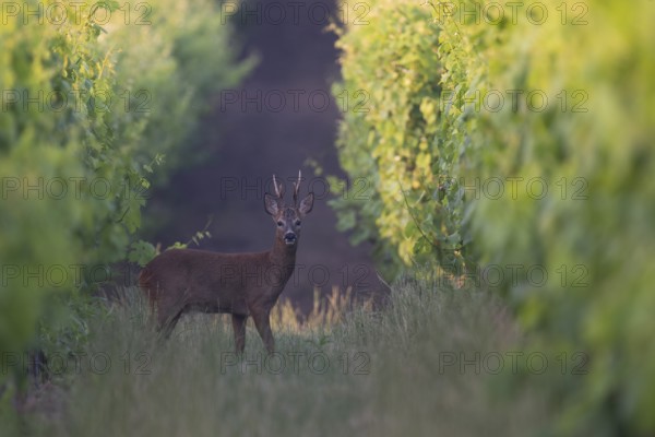 Roebuck in the vineyard in summer, Wittlich, Rhineland-Palatinate, Germany