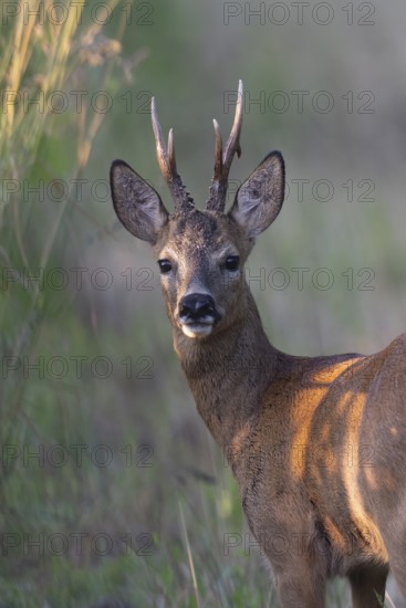 Roebuck in the vineyard in summer, Wittlich, Rhineland-Palatinate, Germany