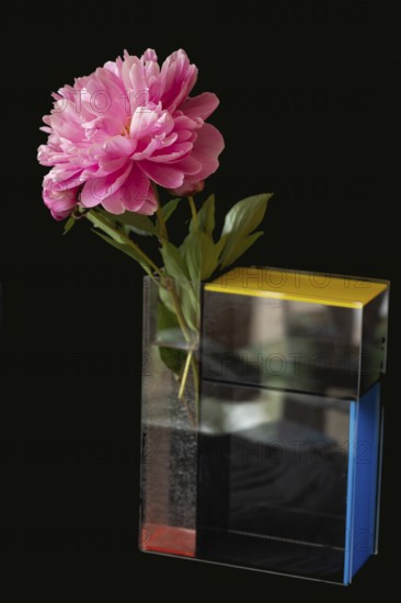 Peony (Paeonia) in a modern vase, designed by the artist Piet Mondrean, Bavaria, Germany