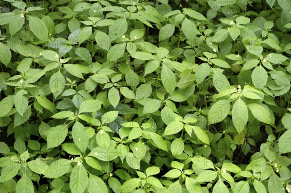 Small-flowered touch-me-not (Impatiens parviflora), Bavaria, Germany