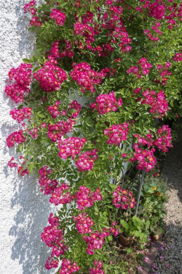Climbing, small-flowered rose (Rosa), Bavaria, Germany
