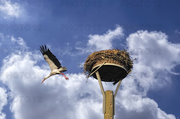 White stork (Ciconia ciconia) leaving its nest, cloudy sky, Kuhlrade, Mecklenburg-Western Pomerania, Germany